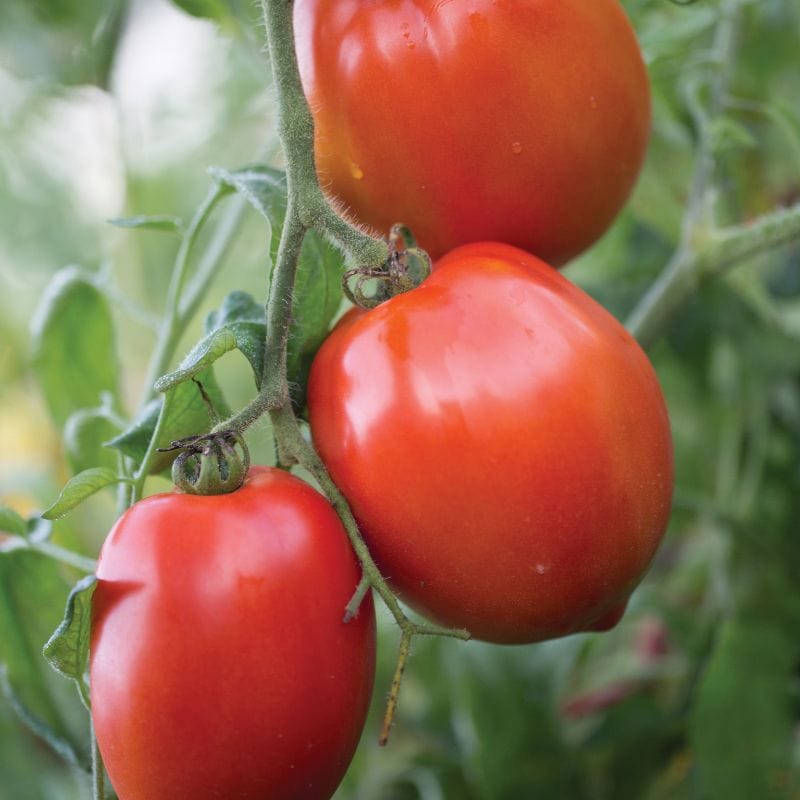 dt-brown Tomato Big Mama F1 May