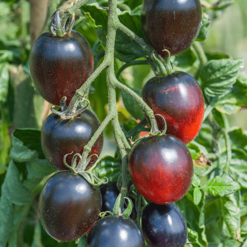 dt-brown Tomato Black Moon F1