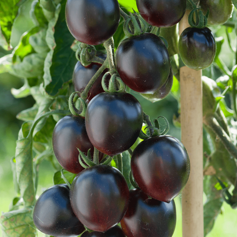 dt-brown Tomato Black Moon F1