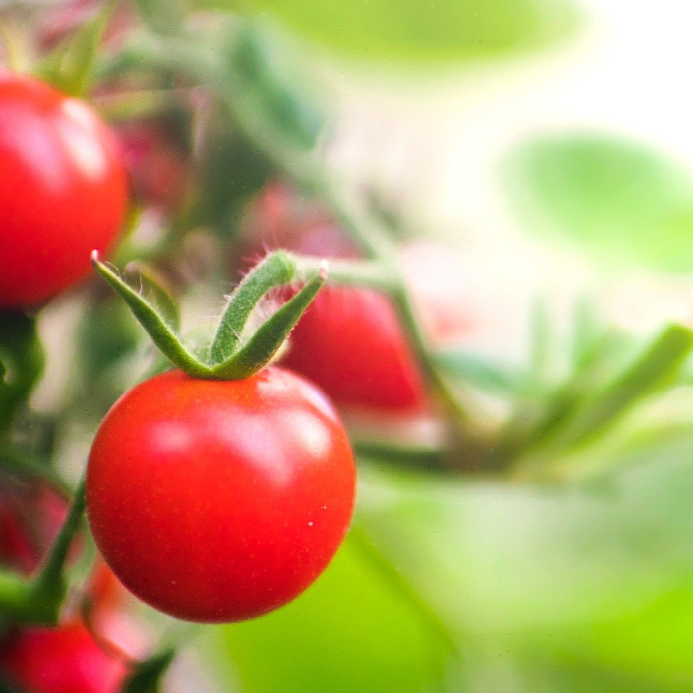 Tomato Seeds