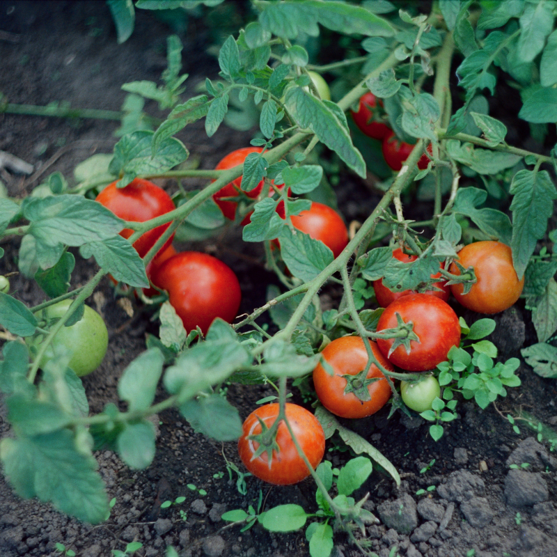 Outdoor Tomato Plants