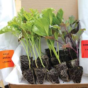 dt-brown VEGETABLE PLANTS Sprouting Broccoli Montebello Plants