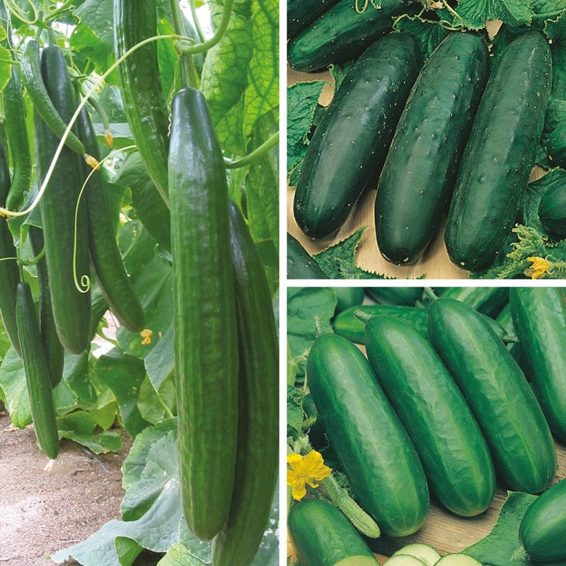 dt-brown VEGETABLE PLANTS Cucumber 9cm Plant Collection