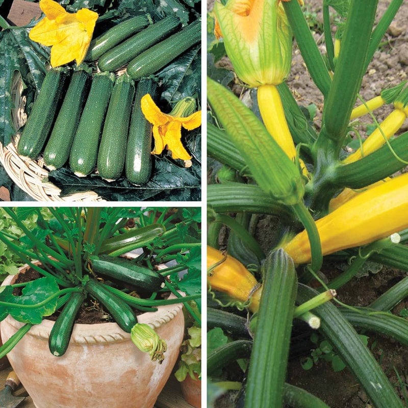 dt-brown VEGETABLE PLANTS Courgette Vegetable Plant Collection