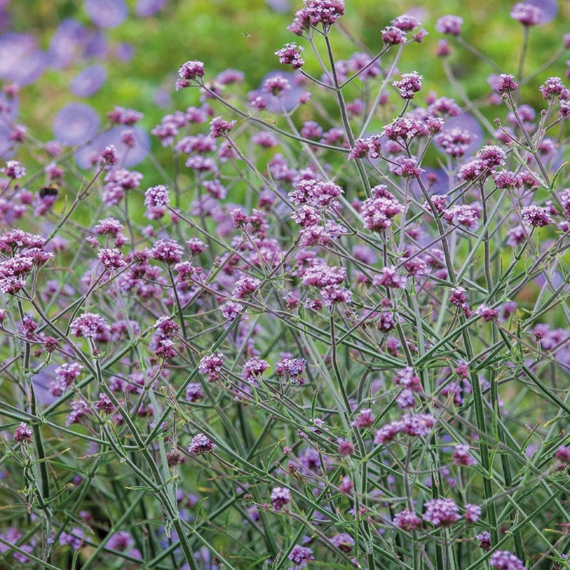 dt-brown FLOWER SEEDS Verbena bonariensis Flower Seeds