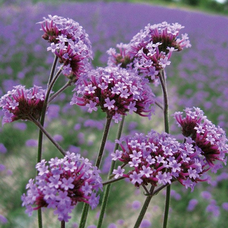 dt-brown FLOWER PLANTS Verbena bonariensis Flower Plants