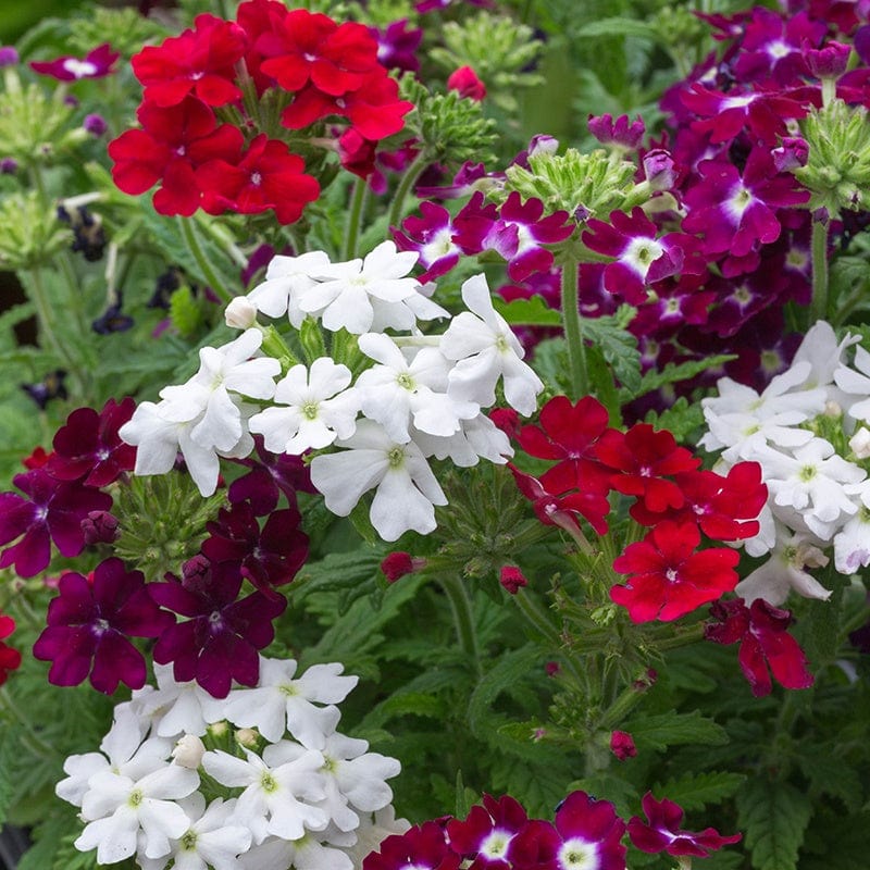 dt-brown FLOWER PLANTS Verbena Quartz Mixed Plants