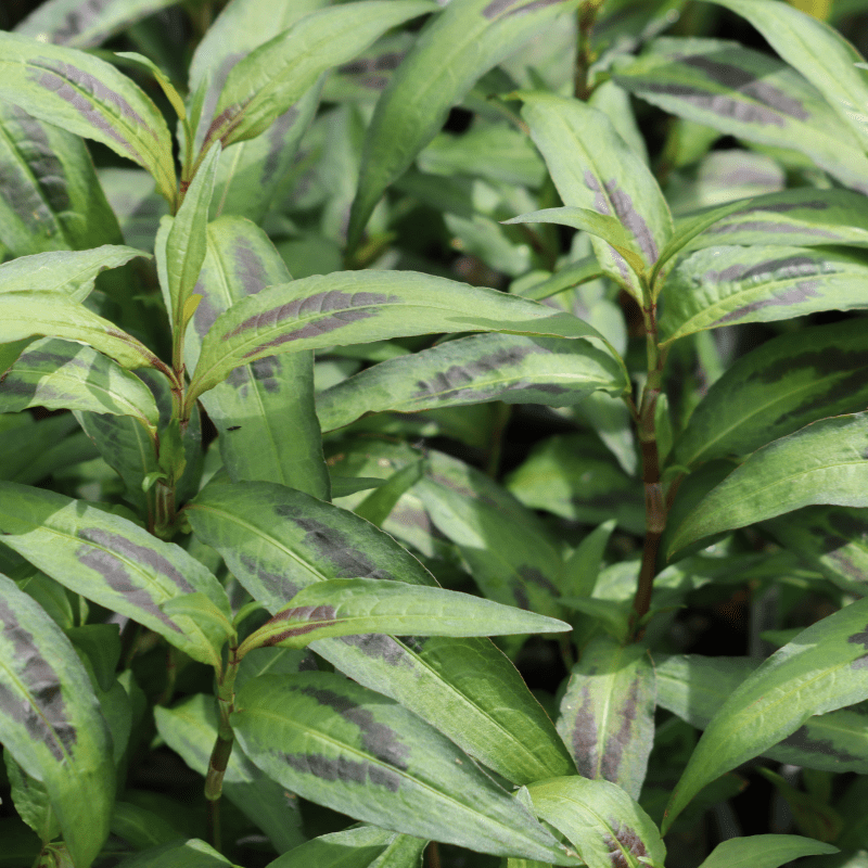 dt-brown VEGETABLE PLANTS Herb Vietnamese Coriander