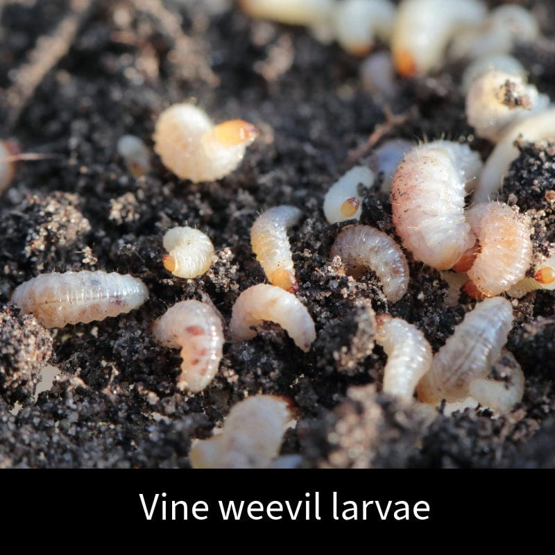 dt-brown HARDWARE Vine Weevil Control Nematodes 12sq.m