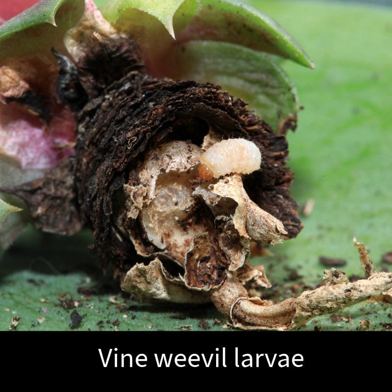 dt-brown HARDWARE Vine Weevil Control Nematodes 12sq.m