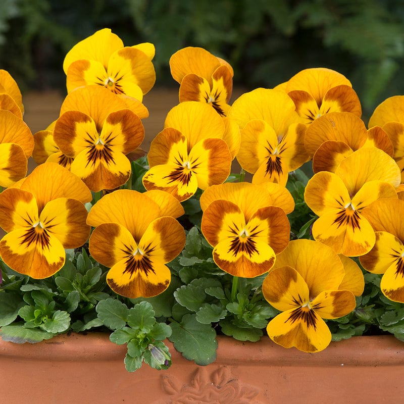 dt-brown FLOWER PLANTS 30 Garden Ready Plants Viola Sorbet Honeybee F1 Flower Plants