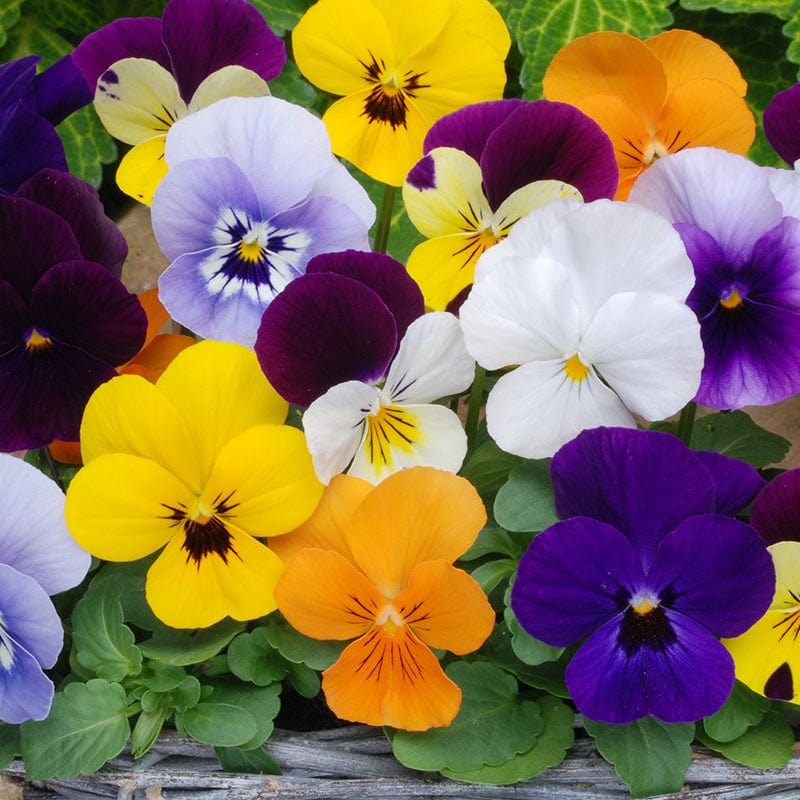 dt-brown FLOWER PLANTS Viola Sorbet Mixed F1 Flower Plants