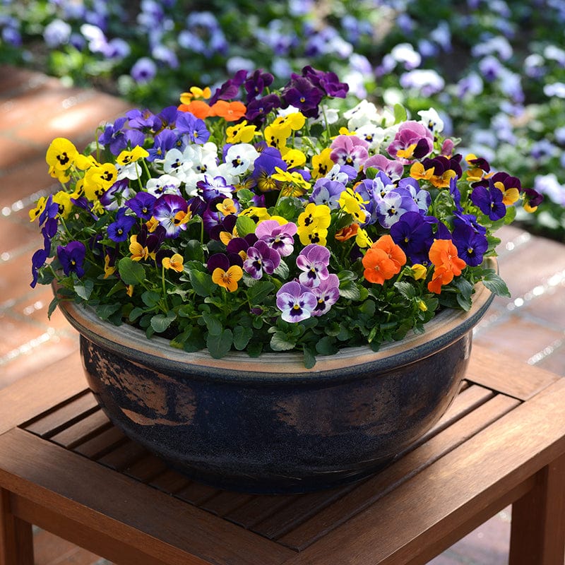 dt-brown FLOWER PLANTS Viola Sorbet Mixed F1 Flower Plants