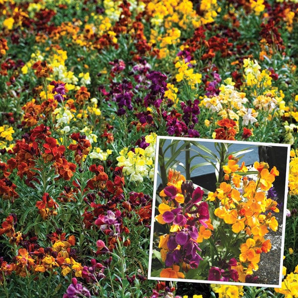 dt-brown FLOWER PLANTS 20 bare root plants Wallflower Persian Carpet Flower Plants