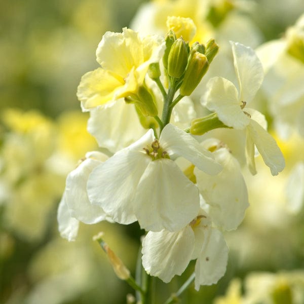 dt-brown FLOWER PLANTS 30 bare root plants Wallflower Ivory White Flower Plants