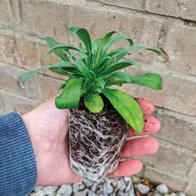 dt-brown FLOWER PLANTS Wallflower Sugar Rush Red F1 Plants