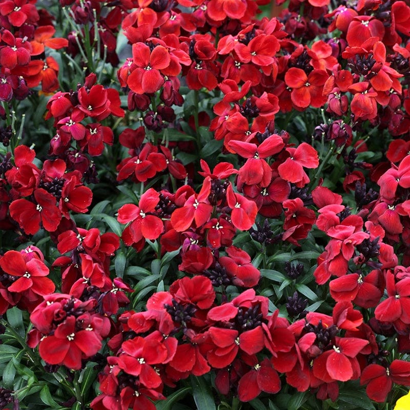 dt-brown FLOWER PLANTS Wallflower Sugar Rush Red F1 Plants