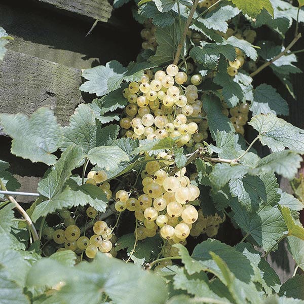 dt-brown FRUIT Whitecurrant Fruit Plant Blanka