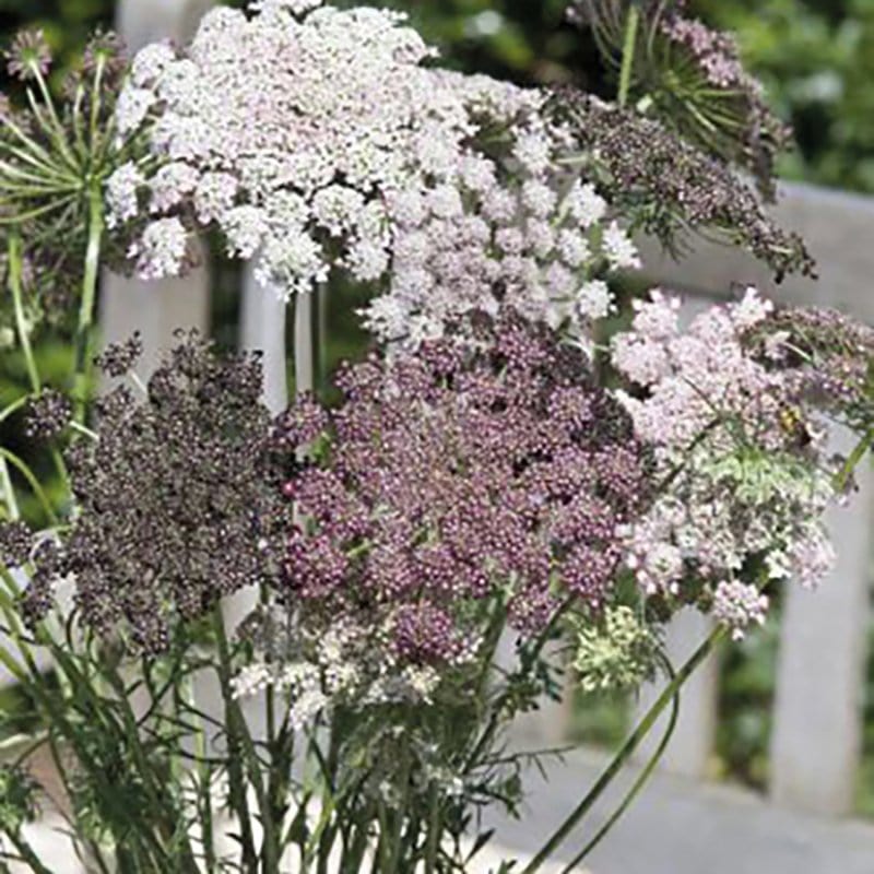 dt-brown FLOWER PLANTS 5 Young Plants Wild Carrot Flower Plants