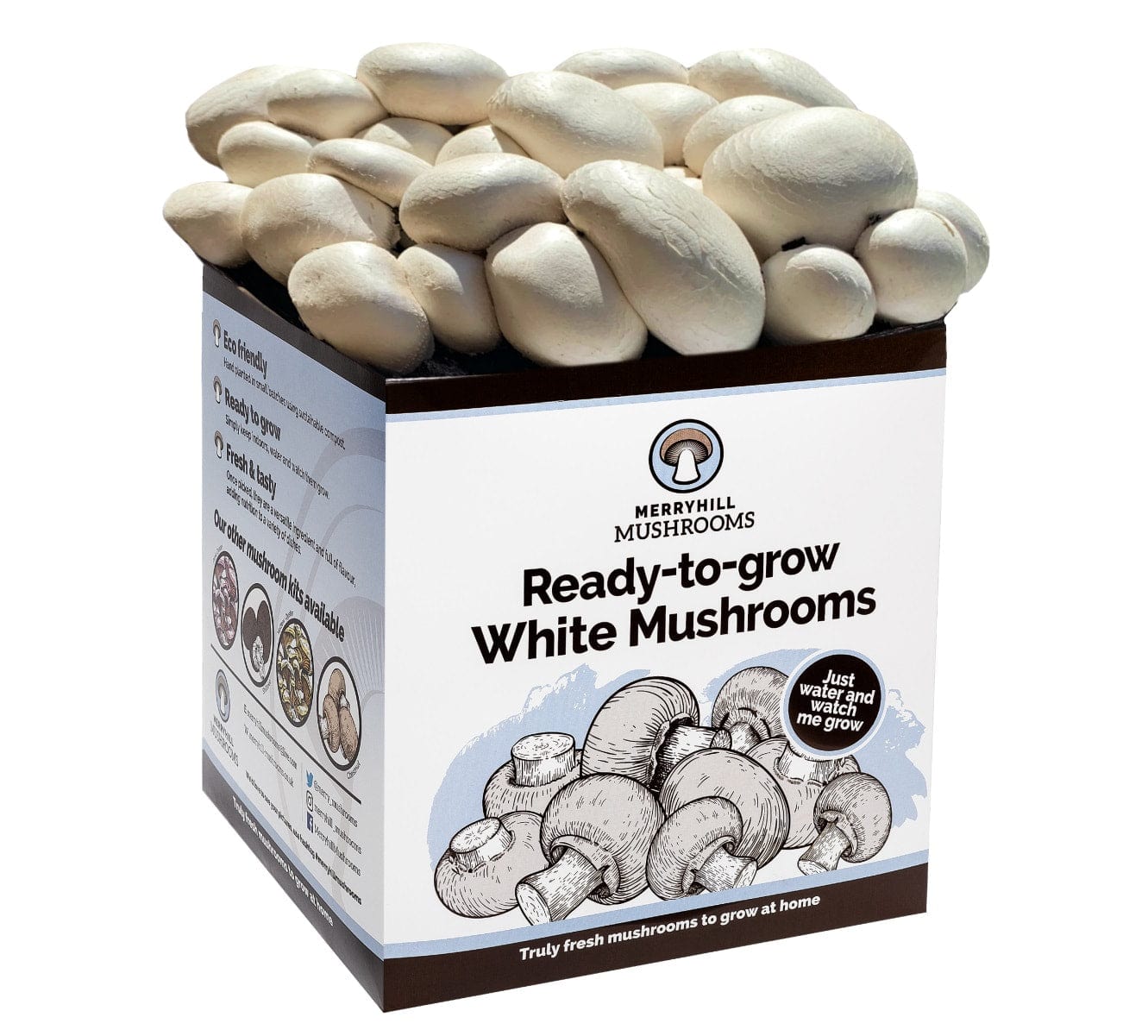 dt-brown HARDWARE White Mushrooms Home Grow Kit