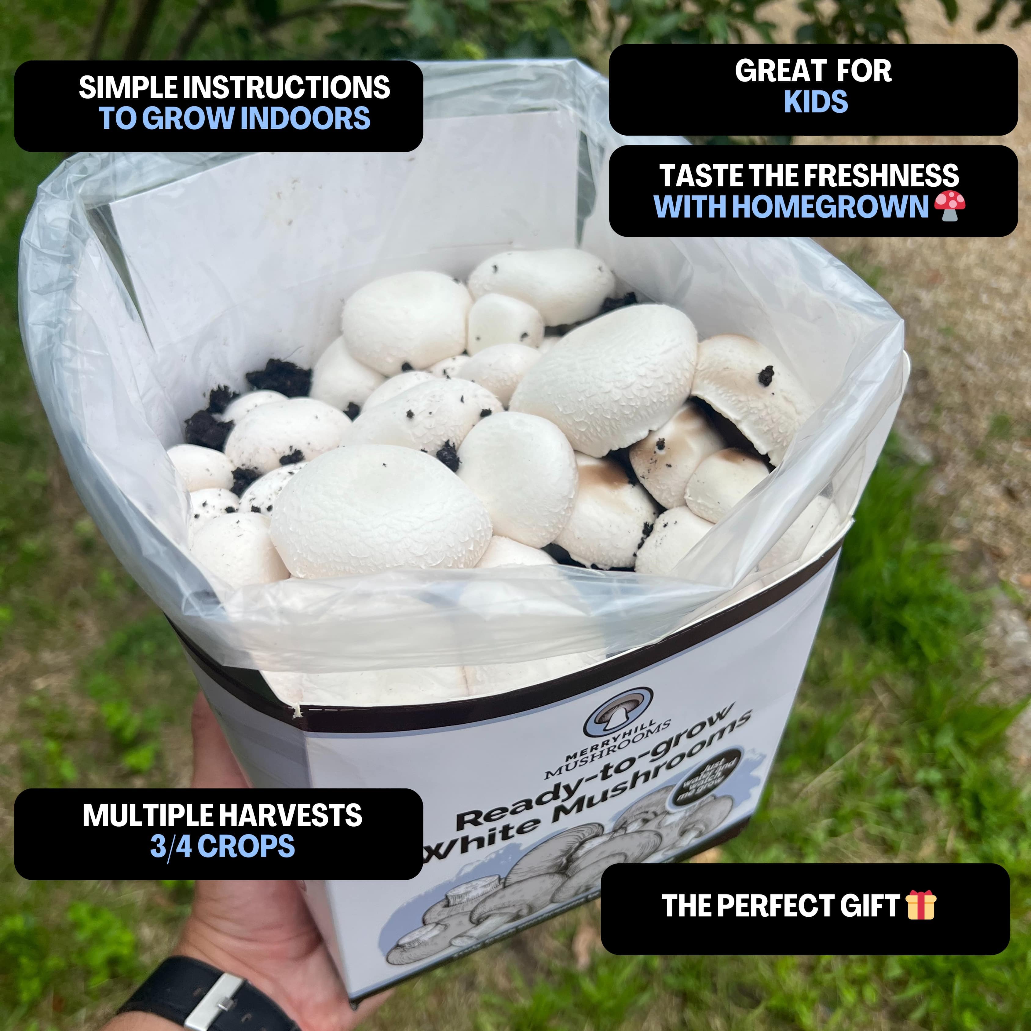 dt-brown HARDWARE White Mushrooms Home Grow Kit