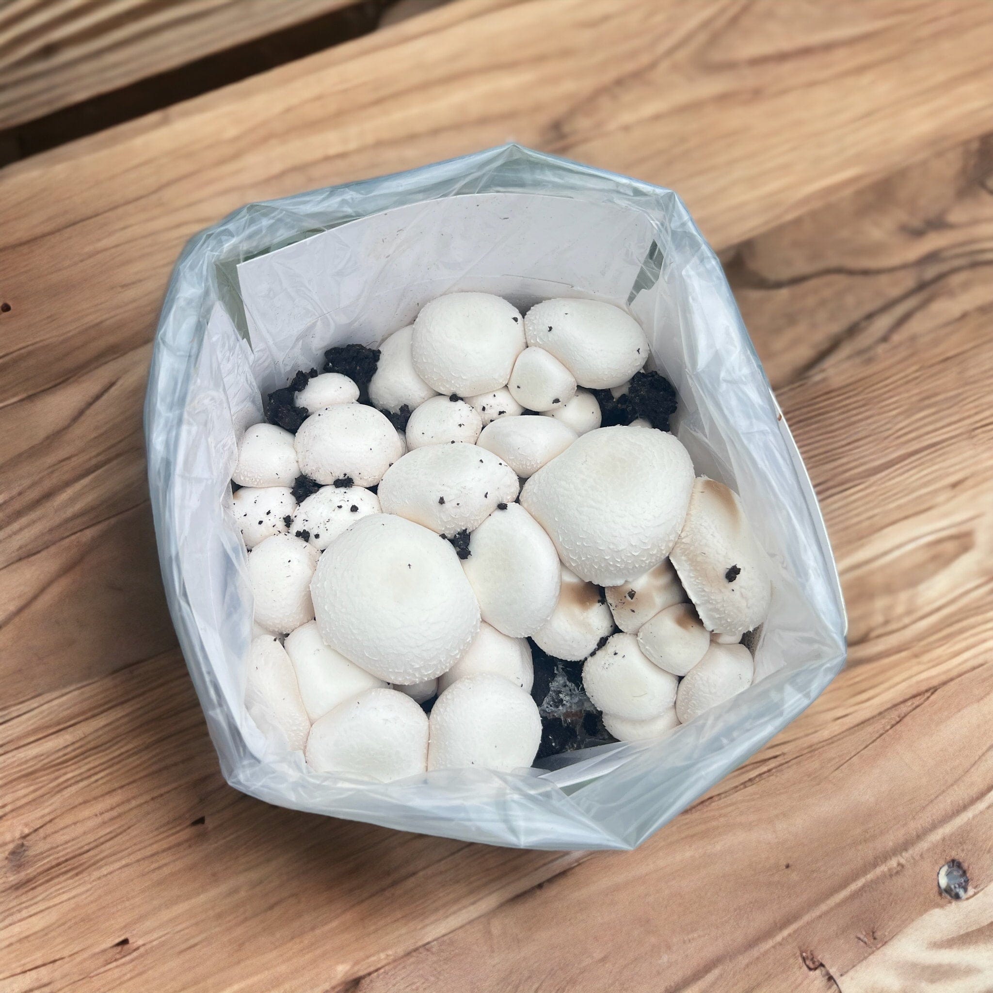 dt-brown HARDWARE White Mushrooms Home Grow Kit