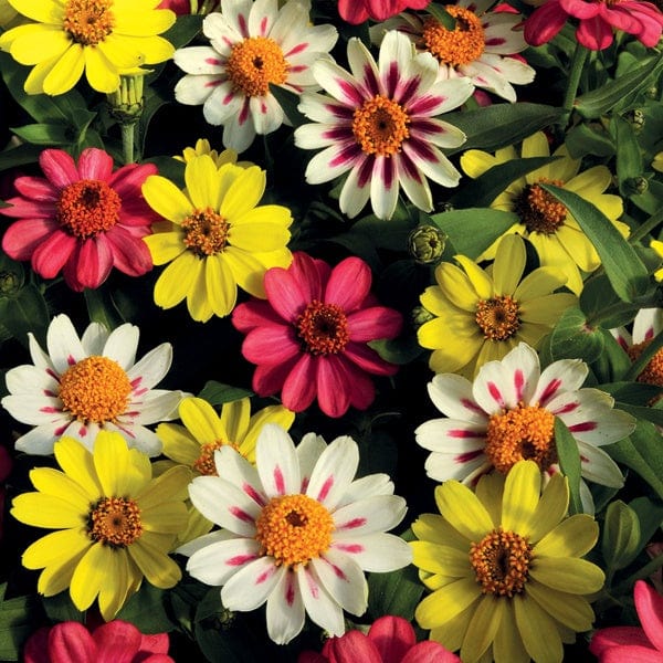 dt-brown FLOWER PLANTS Zinnia Zahara Raspberry Lemonade Plug Plants