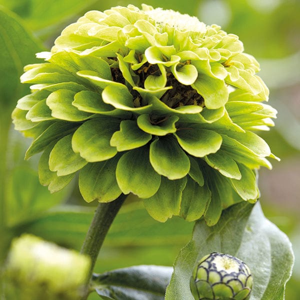 dt-brown FLOWER PLANTS Zinnia Giant Lime Plants