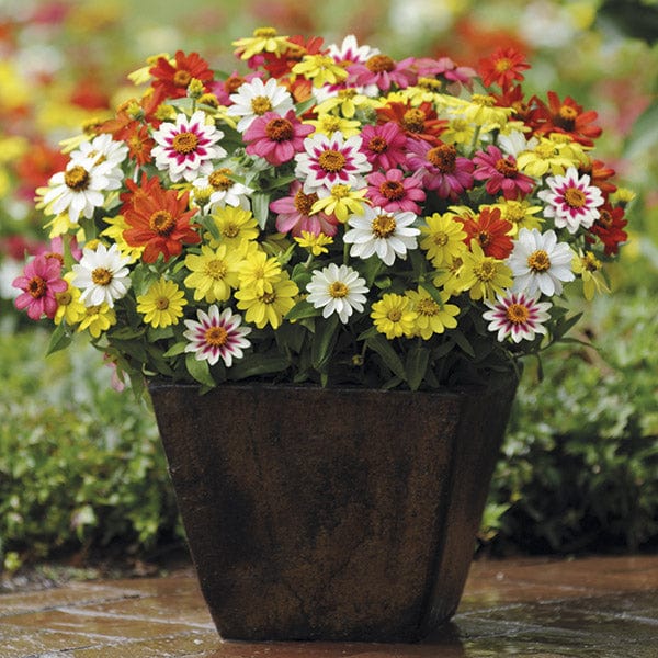 dt-brown FLOWER PLANTS Zinnia Zahara Raspberry Lemonade Plug Plants