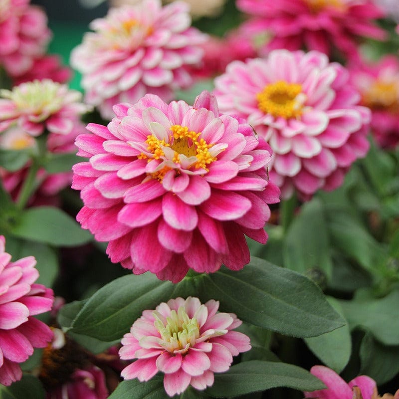 dt-brown FLOWER PLANTS Zinnia Zahara Double Raspberry Ripple F1 Plants