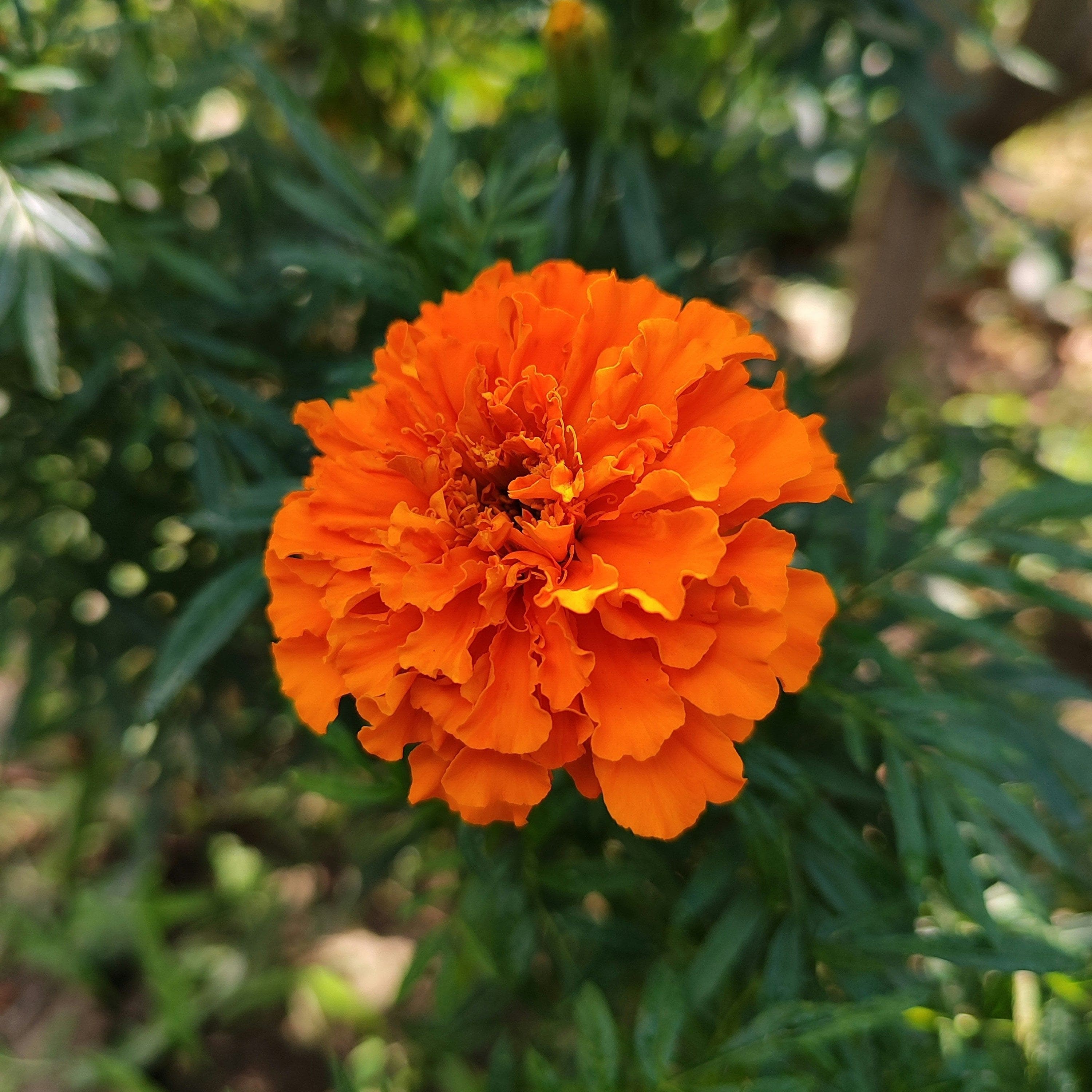 Marigold Seeds