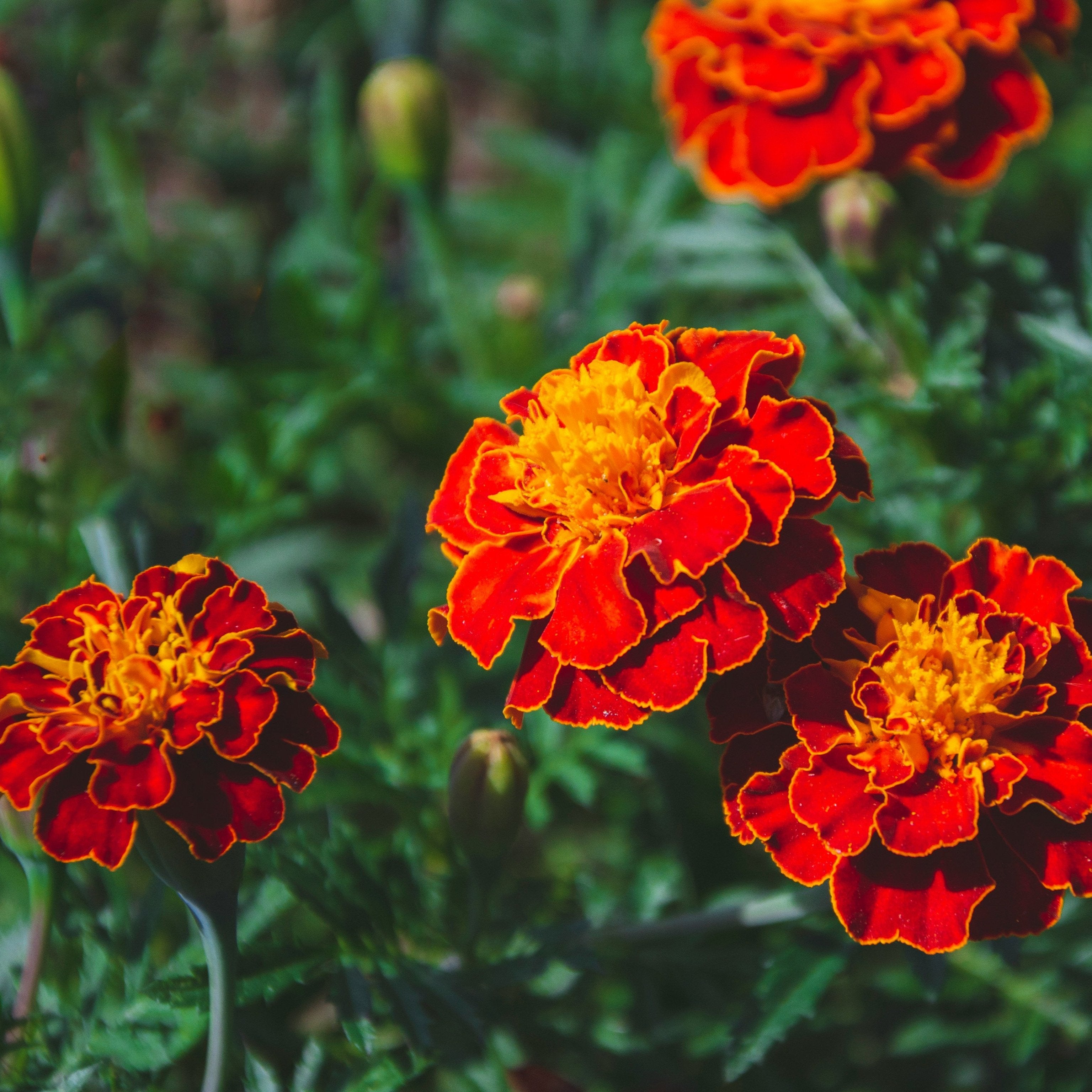 French Marigold Seeds